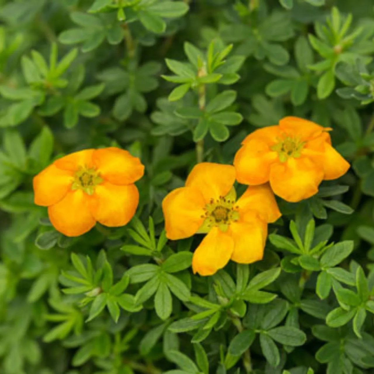 Fingerstrauch - Potentilla fruticosa 'Mandarin Tango' First Editions®