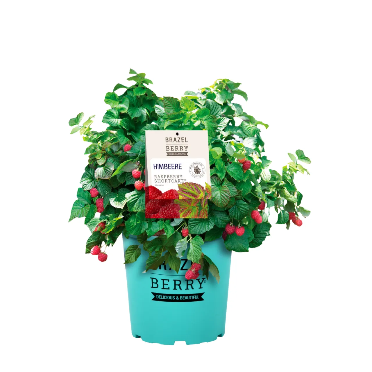 Pflanzen-Set Terrassen‑Beerenzauber - Bild 3