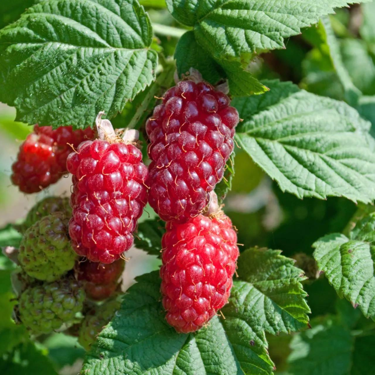 Him-Brombeere - Rubus 'Tayberry Medana' BIO DE-ÖKO-006