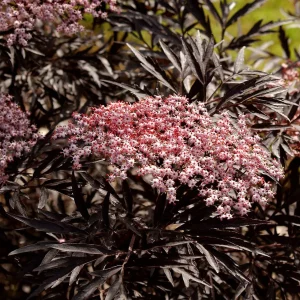 Schwarzer Holunder - Sambucus nigra 'Cherry Lace'®