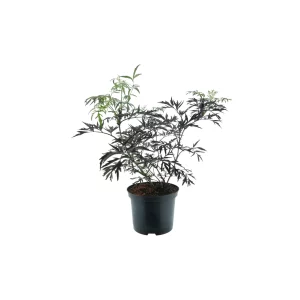 Schwarzer Holunder - Sambucus nigra 'Cherry Lace'® - Bild 2