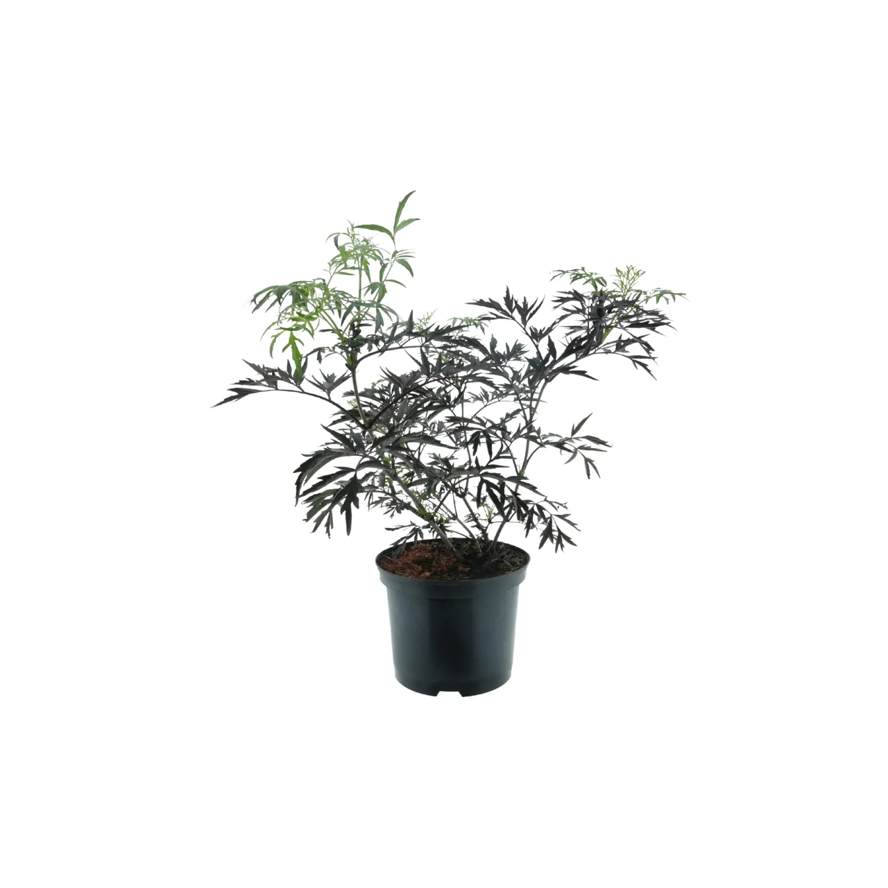 Schwarzer Holunder - Sambucus nigra 'Cherry Lace'® - Bild 2