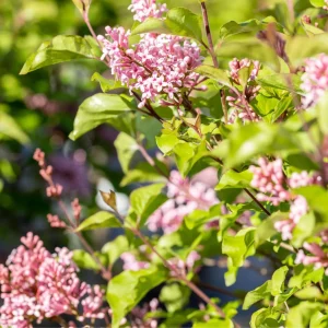 Zwergflieder - Syringa 'Flowerfesta Pink' ® - Bild 1