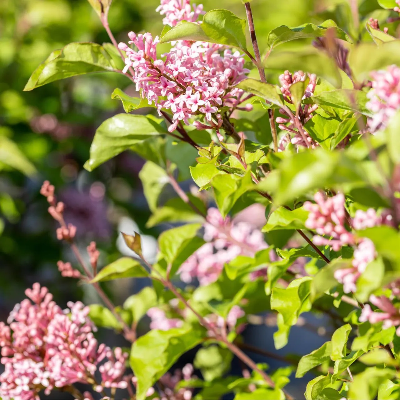 Zwergflieder - Syringa 'Flowerfesta Pink' ®