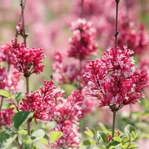 Zwergflieder - Syringa 'Tinkerbell' ® - Bild 1