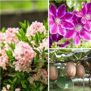 Terrassenensemble Palisade