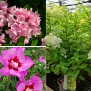 Blumen-Set Blütenpracht im Garten