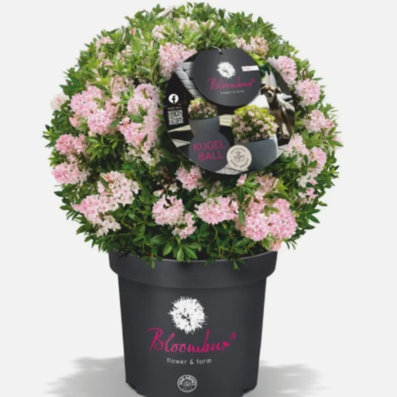 Zwerg-Rhododendron"Bloombux" Pink