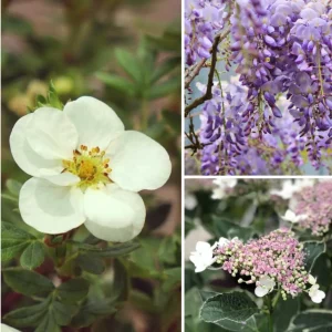 Blumen-Set Himmelsgarten