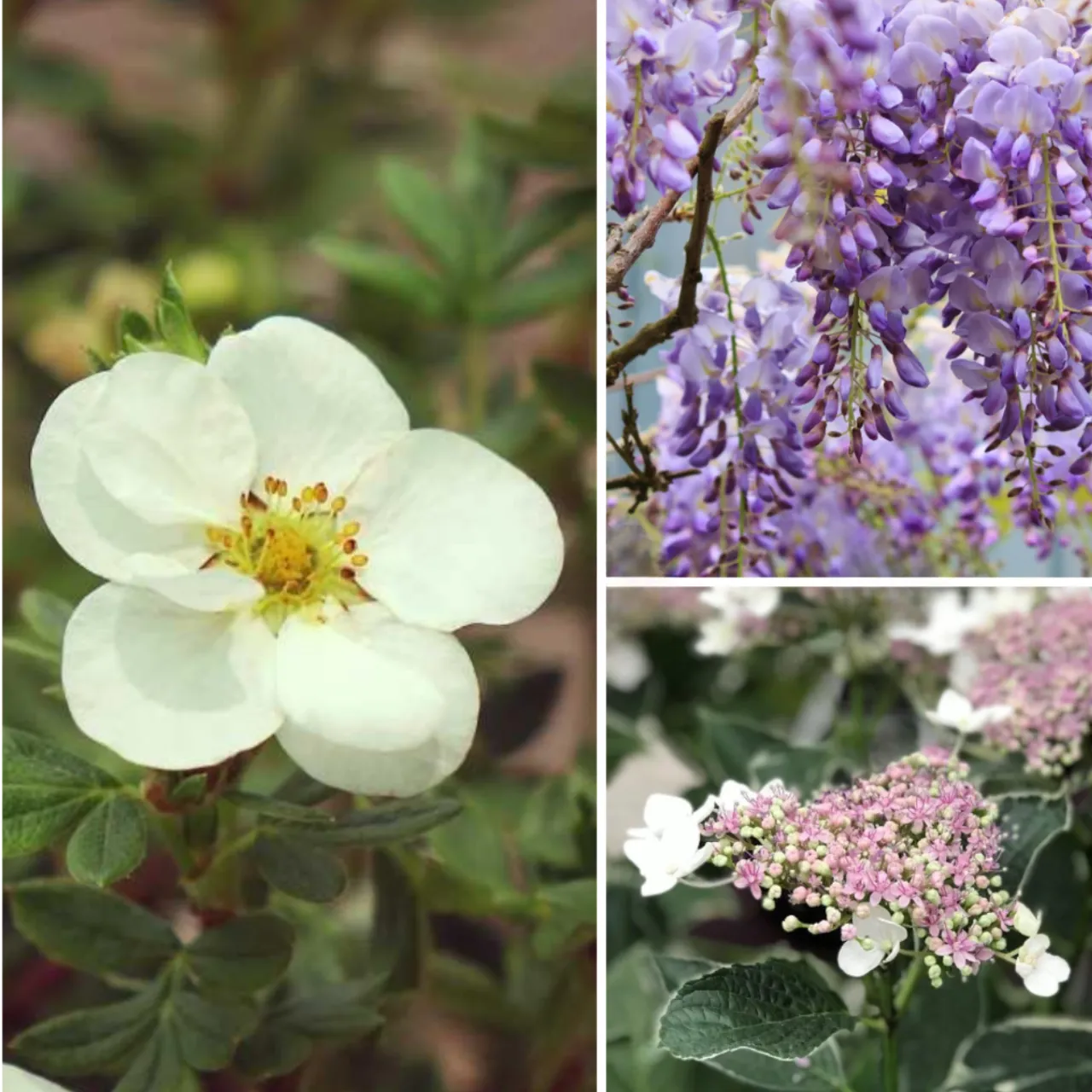 Blumen-Set Himmelsgarten