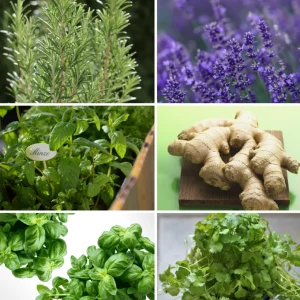 Cocktail-Kräutermix – Frische Aromen für deine Drinks - Pflanzenset