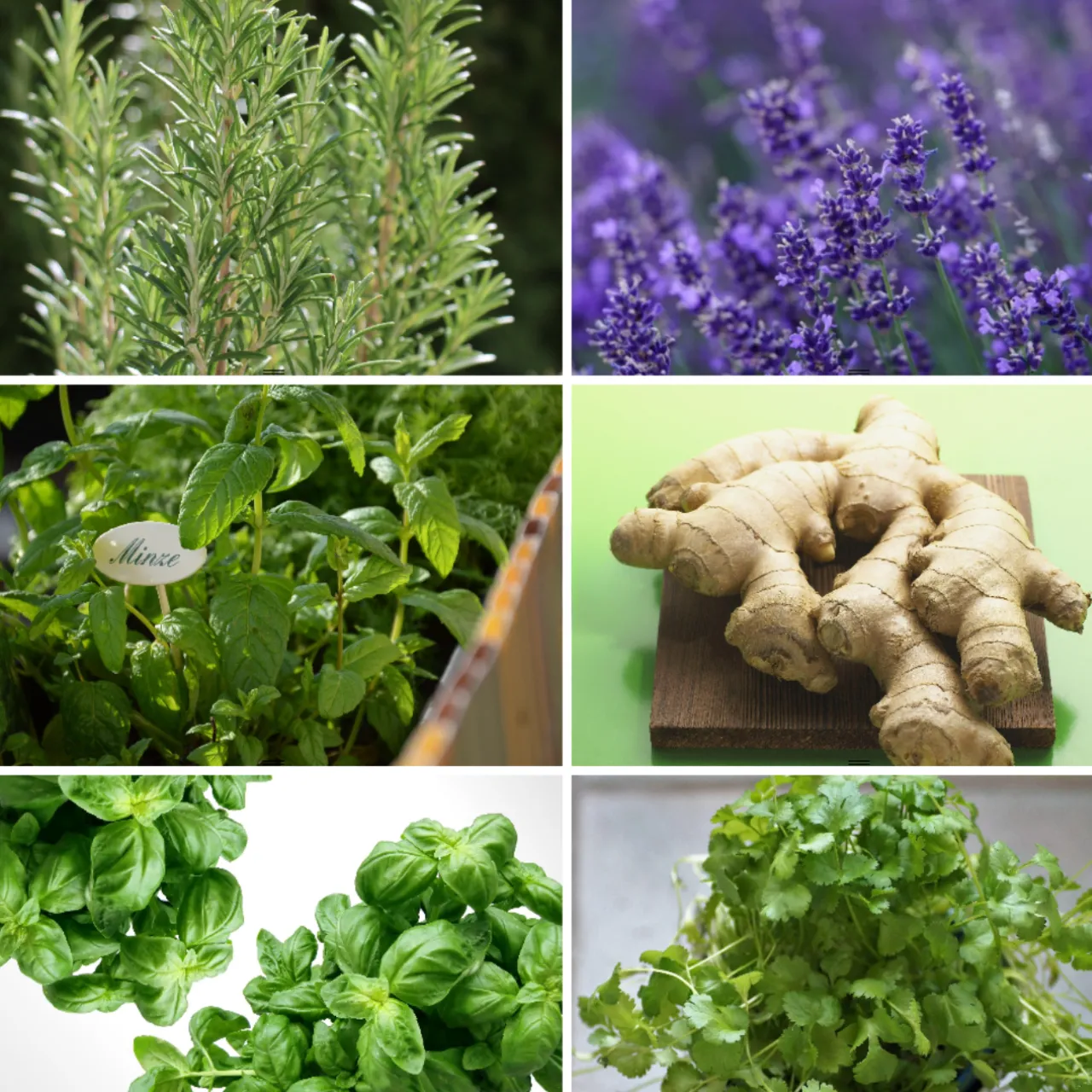 Cocktail-Kräutermix – Frische Aromen für deine Drinks