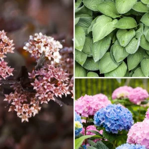 Blumen-Set Gartenpoesie