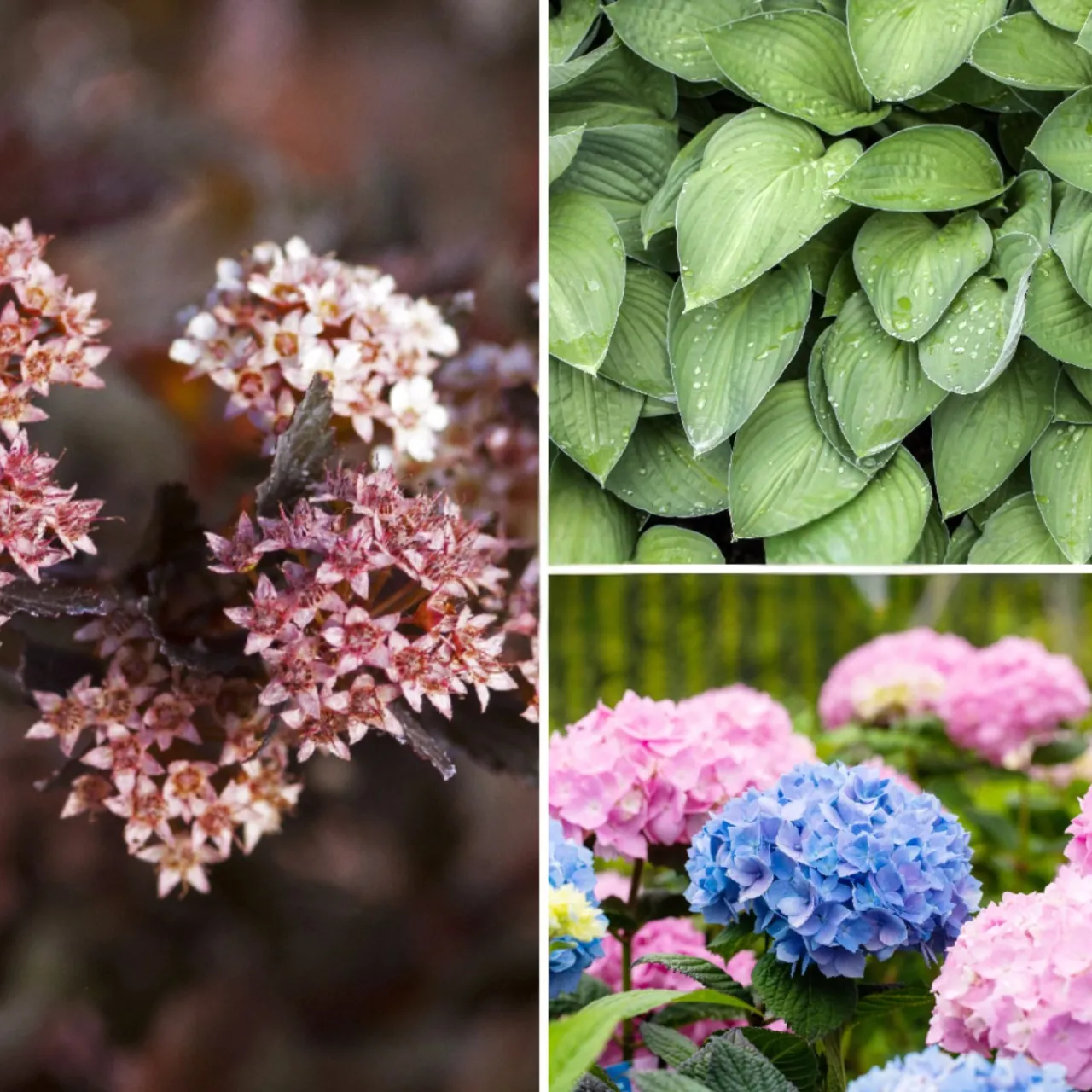 Blumen-Set Gartenpoesie