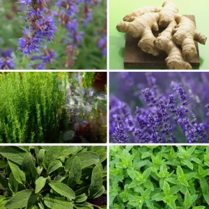 Erkältungszeit-Kräuterpaket – Natürlich stark durch die Kraft der Natur