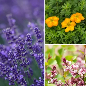 Farbenspiel für Insekten