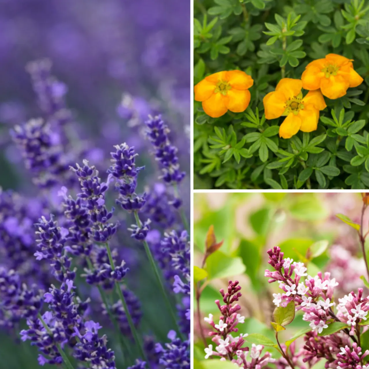 Farbenspiel für Insekten