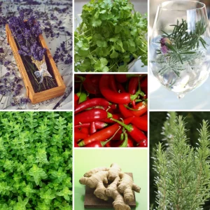Gin-Tasting Deluxe – Kräuter, die deinen Gin verzaubern