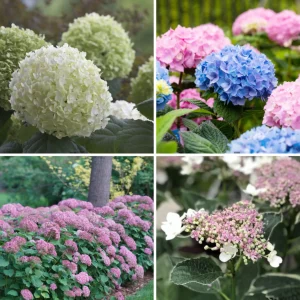 Hortensienzauber in Weiß, Rosa und Blau