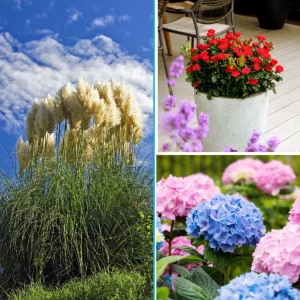 Blumen-Set Sommergarten Kollektion