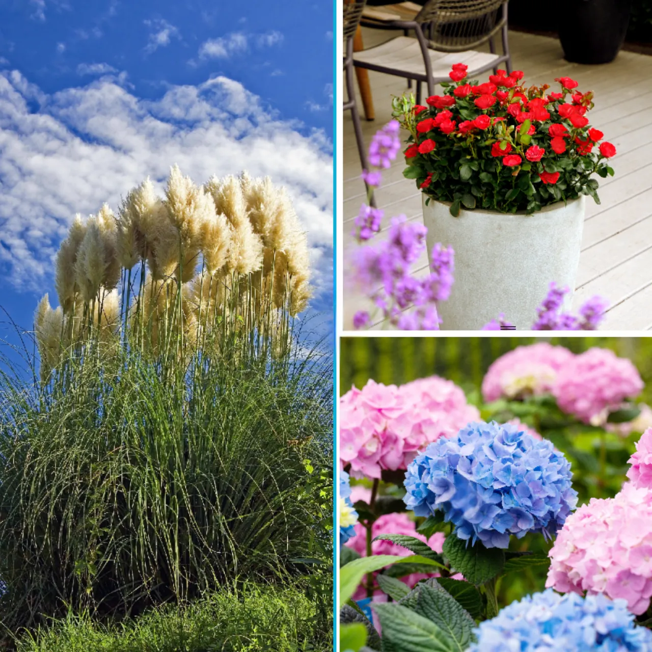 Blumen-Set Sommergarten Kollektion