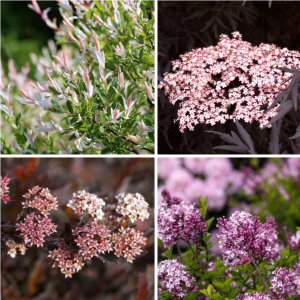 Schattenspiele und Blütenzauber