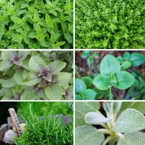 Teekräuter-Mischung