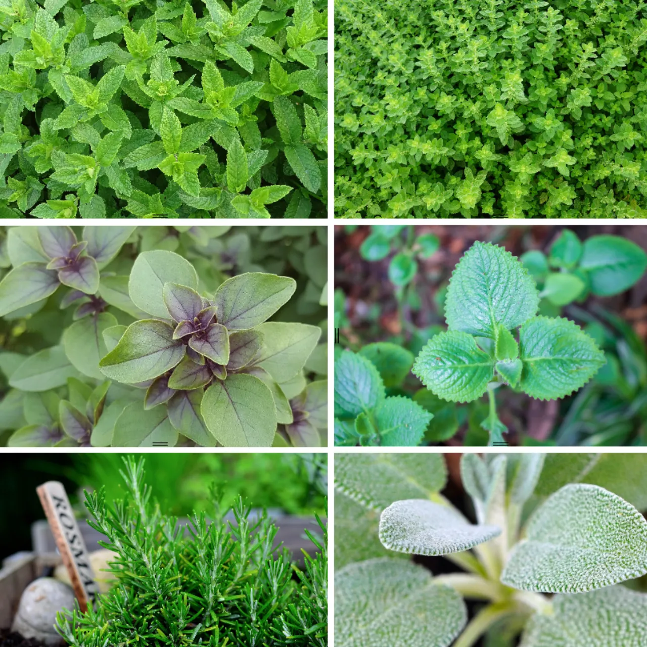 Teekräuter-Mischung