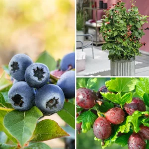 Pflanzen-Set Terrassen‑Beerenzauber