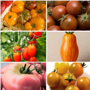 Tomaten-Träume – Dein Vielfaltspaket für echte Genießer