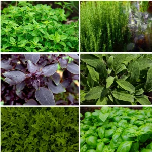 Der beste Italienische Kräutermix