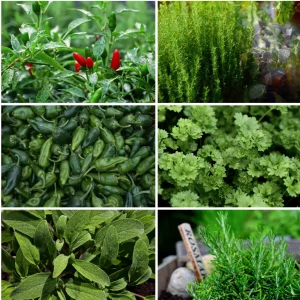 Würze für Fleisch – Aromatische Vielfalt für Steak, Grill und Braten