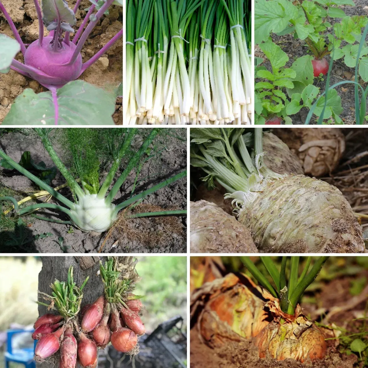 Zwiebelglück und Wurzelkraft