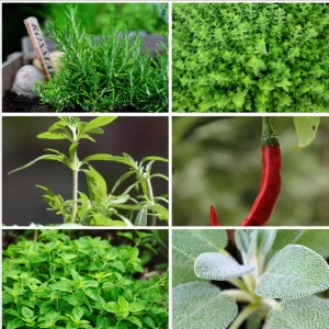 Französische Kräuterküche