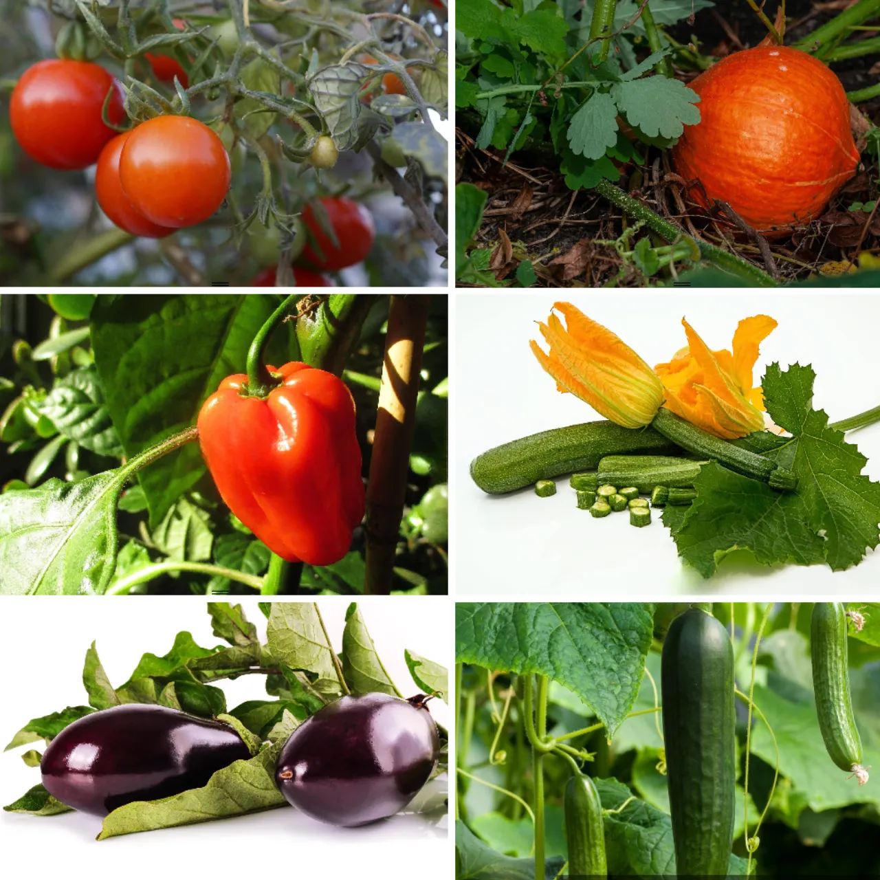 Urban Gardening Deluxe