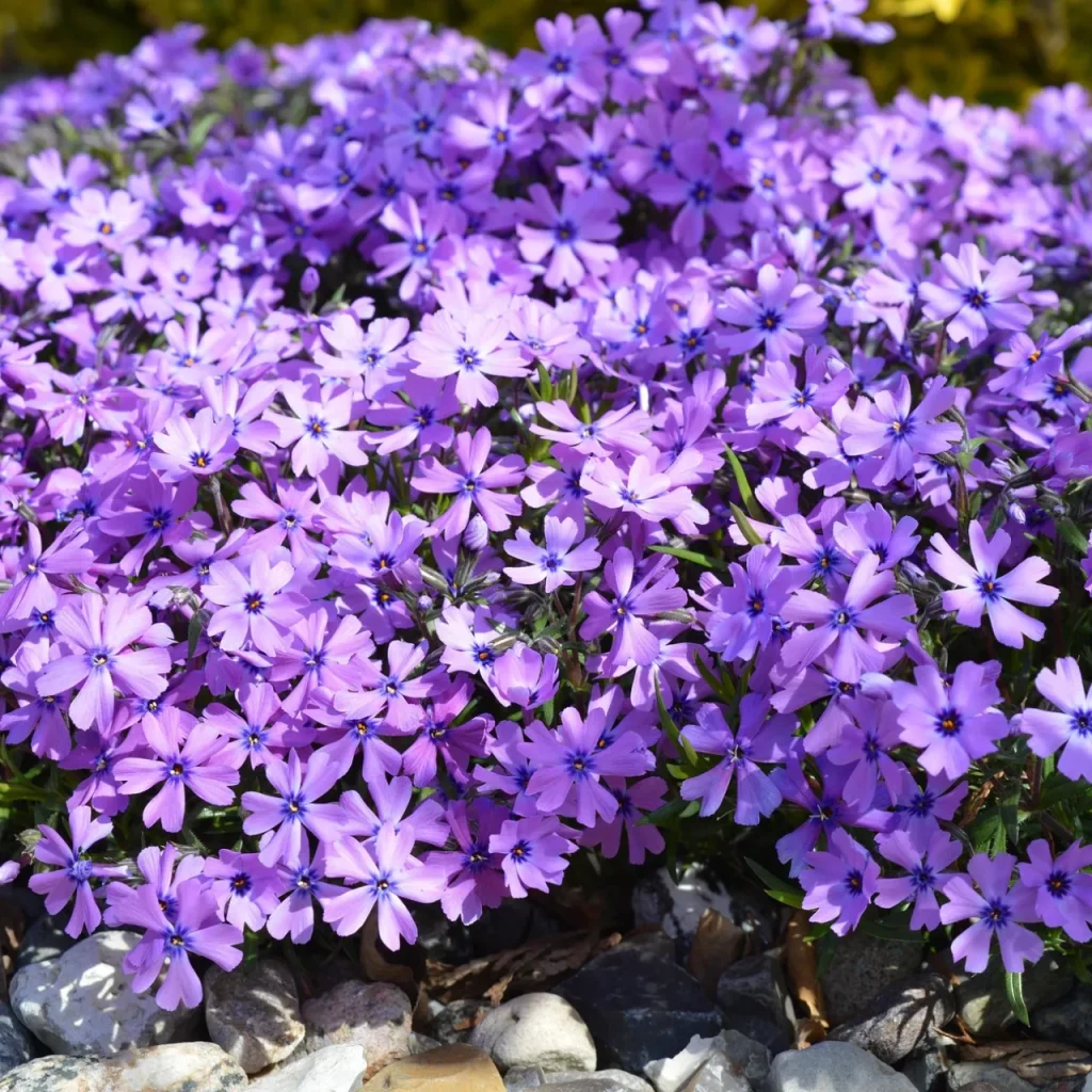 Polsterphlox