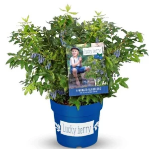 Fruchtwunder Heidelbeere - Vaccinium 'Lucky Berry®' - Bild 2