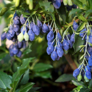 Fruchtwunder Heidelbeere - Vaccinium 'Lucky Berry®'