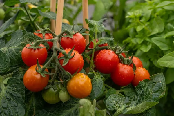 Balkontomate_Vorschaubild_Suche