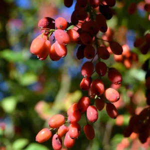 Gojibeere - Lycium barbarum® BIO
