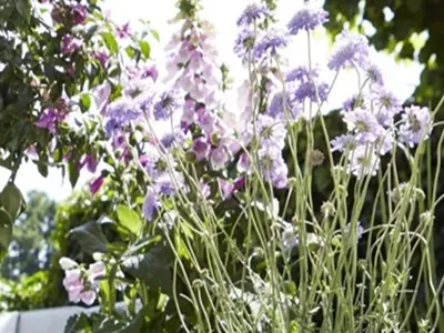 Hallo Garten Kategorie Pflanzen_400x300