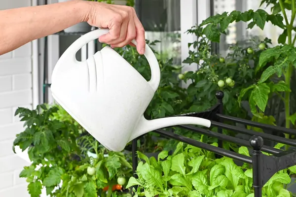 Richtig giessen_Vorschaubild_Suche